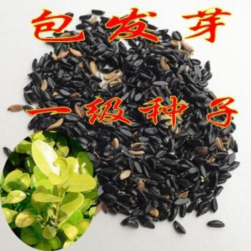 林木种子 瓜子种子 小叶杨种籽 山杨万年青 豆板杨种子