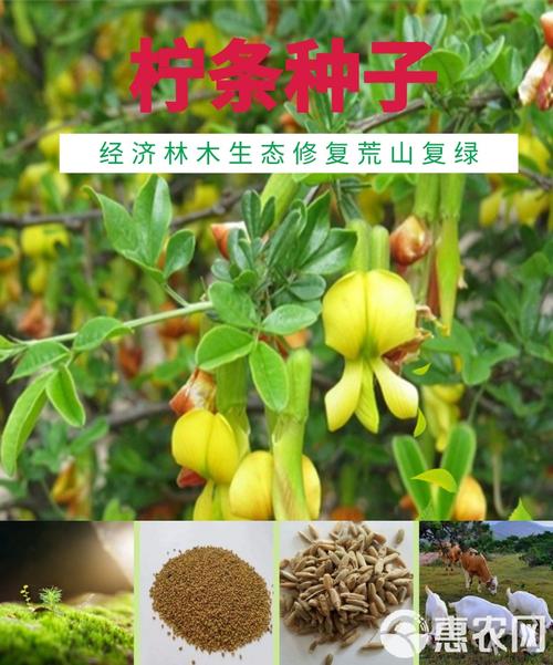 柠条种子 林灌木种子小柠条大柠条防水土流失多年生护坡绿化林木