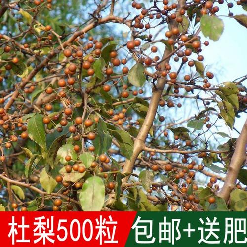 出售新采林木树种子