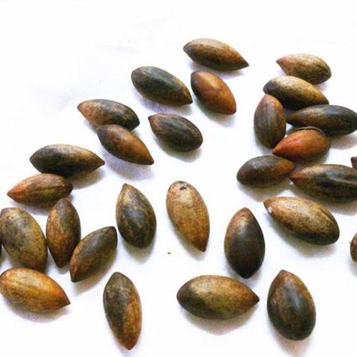 小叶桢楠种子厂家,品牌,图片,热帖